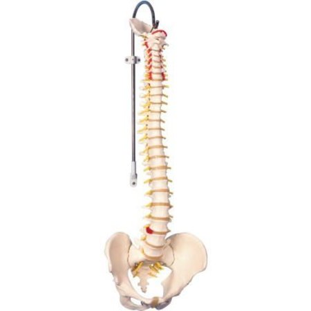 FABRICATION ENTERPRISES 3B® Anatomical Model - Flexible Spine, Classic, Male 960559